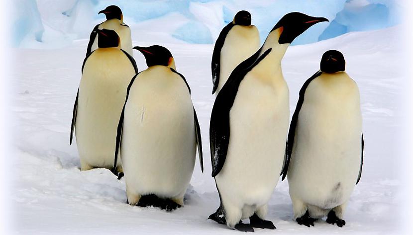 Pingvīnu vidējais ātrums ir 5 ... Autors: ere222 zxzxhzc Pingvīni