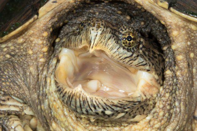 Kaimanu bruņurupucis 2018gada... Autors: Testu vecis Dzīvnieki, kuri tika sodīti ar nāvi par pastrādātajiem noziegumiem