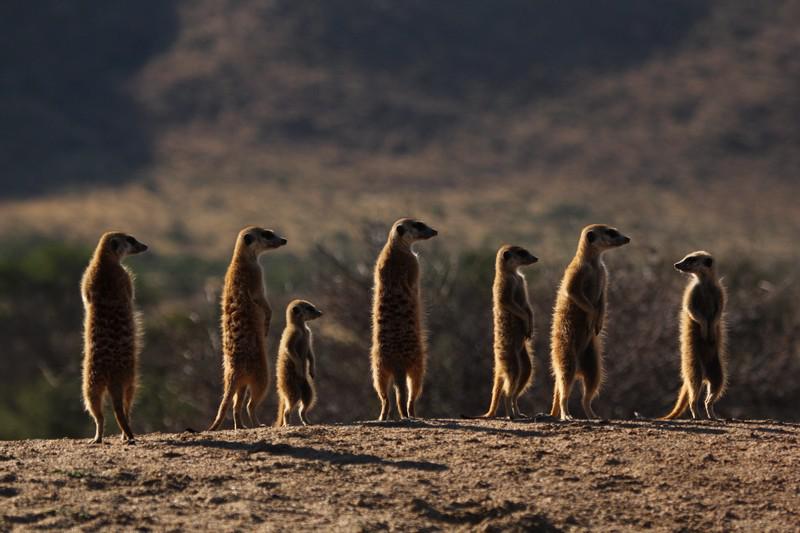 Katrai surikātu ģimenei ir... Autors: ere222 zxzxhzc Surikāti