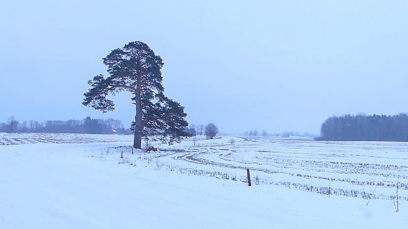  Autors: Fosilija Mālpils dabas taka ziemā