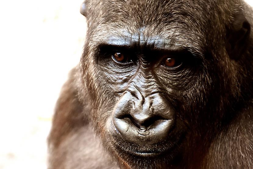 Foto PixabayMūsu primātu senči... Autors: Lestets 9 vegānu meli