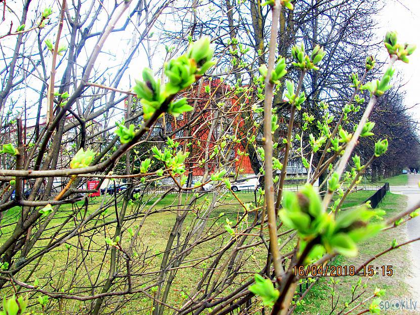  Autors: rasiks Pirmie pavasara zaļumi manā ielā