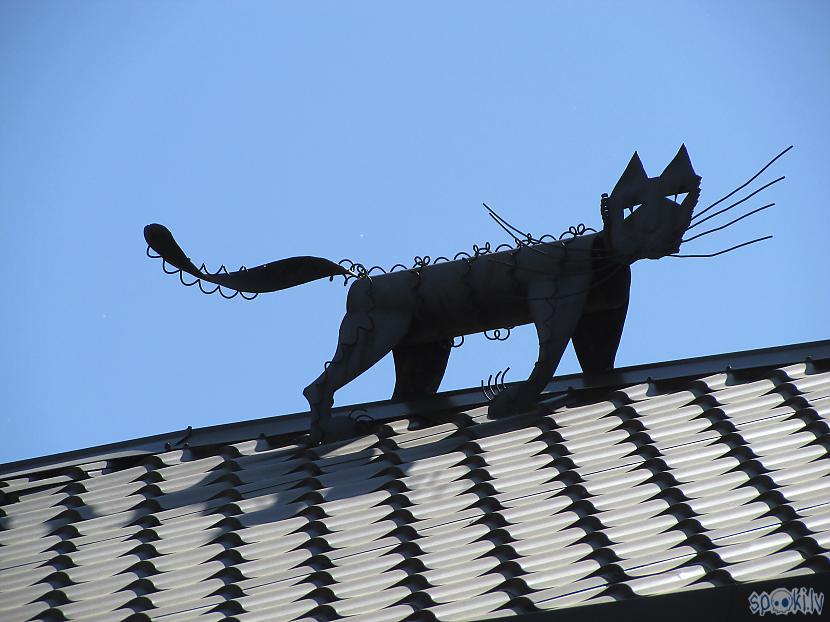 Skārda kaķi uz aptiekas jumta Autors: pyrathe Tulpju festivāls Burbišķos