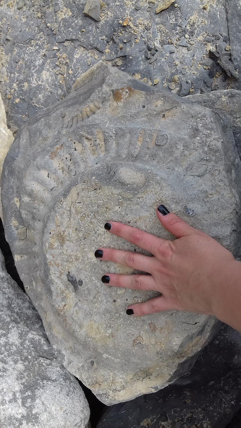 MILZĪGA ammolite  ammonite... Autors: Griffith Atgriezāmies Dunraven Bay - Southerndown - Wales