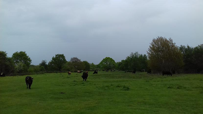 Pa gabalunbsp Autors: Griffith Devāmies apciemot govis Welland, Malvern Hills.