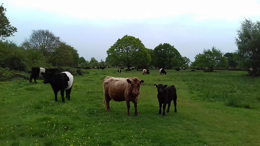 Viņas mūs pēta tāpat kā mēs... Autors: Griffith Devāmies apciemot govis Welland, Malvern Hills.
