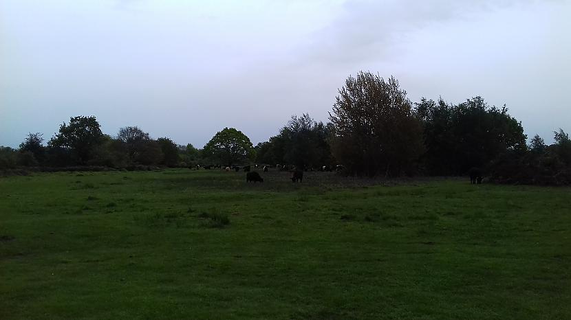 Tas arī viss sāka līt ... Autors: Griffith Devāmies apciemot govis Welland, Malvern Hills.