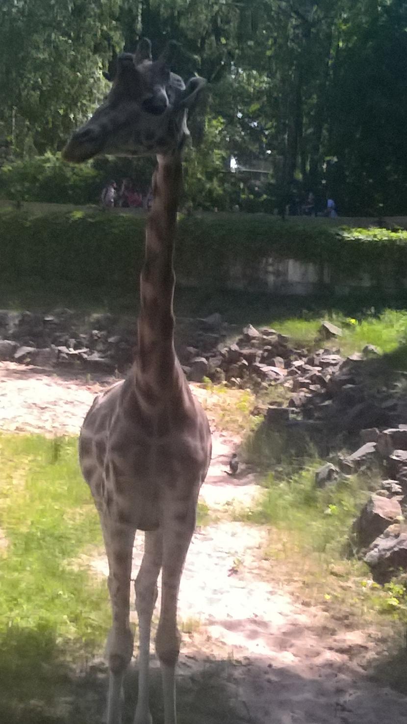 Pirmā bija žirafe kas gribēja... Autors: Agutiņš Rīgas Zoo dzīvnieku pārsteigums!