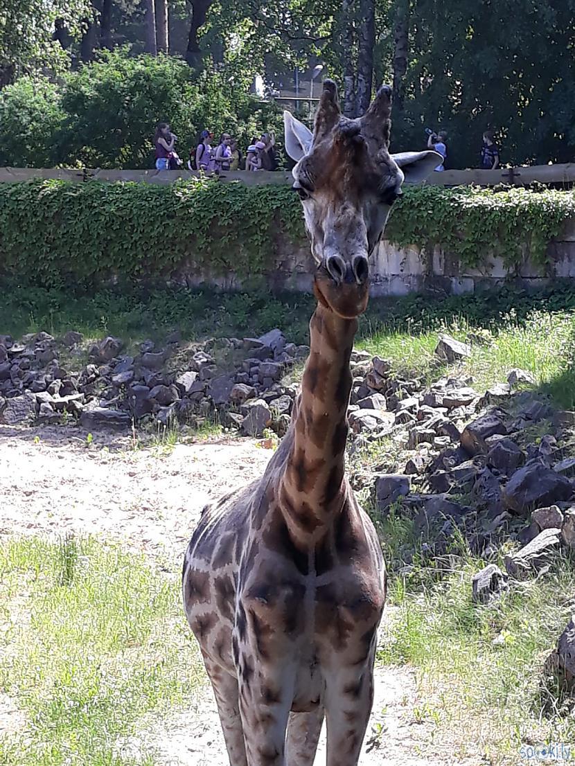 Nu pati žirafe arī baigi... Autors: Agutiņš Rīgas Zoo, dzīvnieku pārsteigums! #2