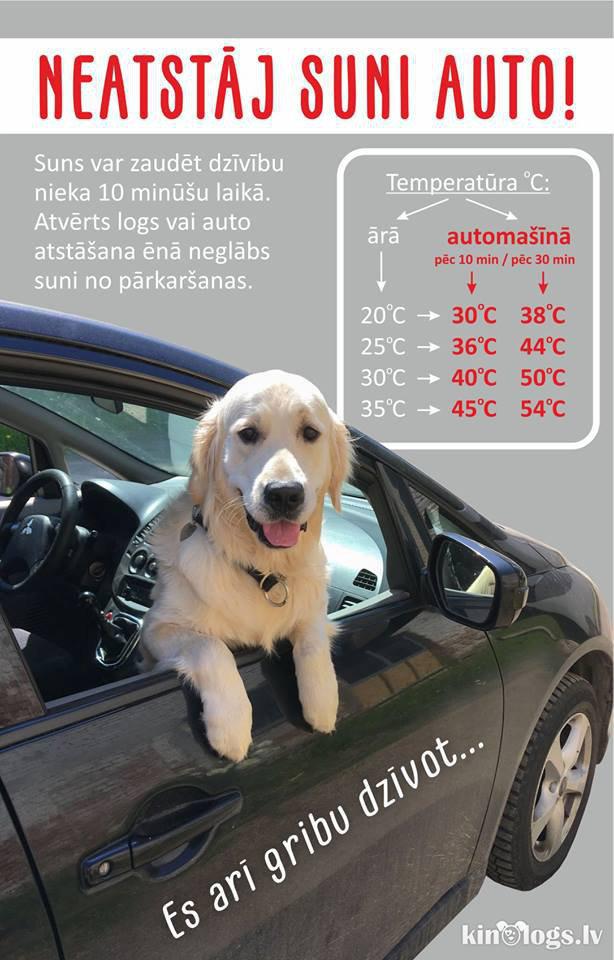 Suņiem liels karstums ir pat... Autors: ĶerCiet Arī suņiem karstā laikā automašīna var būt nāvējoša. Neļauj pārkarst!