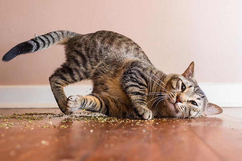  Autors: matilde Fotogrāfs iemūžina kaķus, kuri ir «salietojušies» kaķumētru. Amizanti skati!