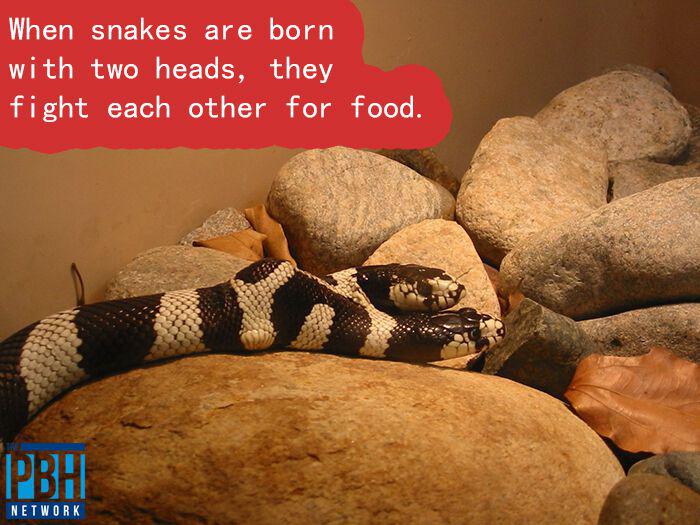 Ja čūskas piedzimst ar divām... Autors: Vsauce Interesanti fakti