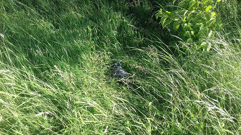 Kaut kas ar scarono balodi... Autors: Griffith Jūnija foto, Malvern, Worcestershire, UK. 2