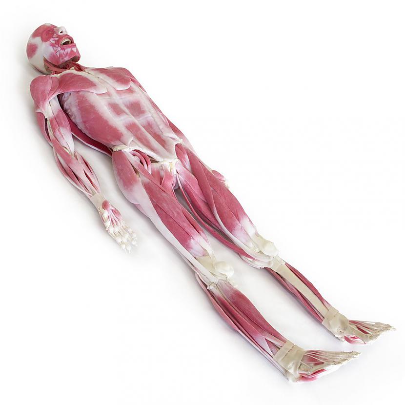 Skeletamuskuļu modelis Autors: Lestets Sintētiskie cilvēku orgāni, kas paredzēti ķirurgu apmācībai