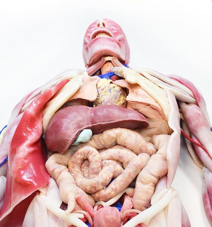  Autors: Lestets Sintētiskie cilvēku orgāni, kas paredzēti ķirurgu apmācībai