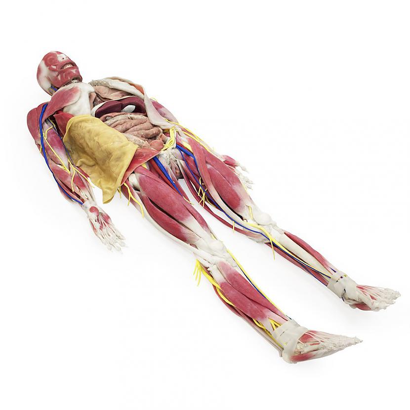 SynDaver anatomiskais modelis Autors: Lestets Sintētiskie cilvēku orgāni, kas paredzēti ķirurgu apmācībai