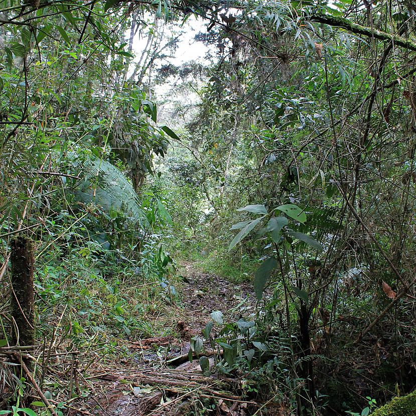 Parkāmežādžungļos drusku... Autors: Sanna Tūristiņā. Pablo Eskobara pilsēta IV