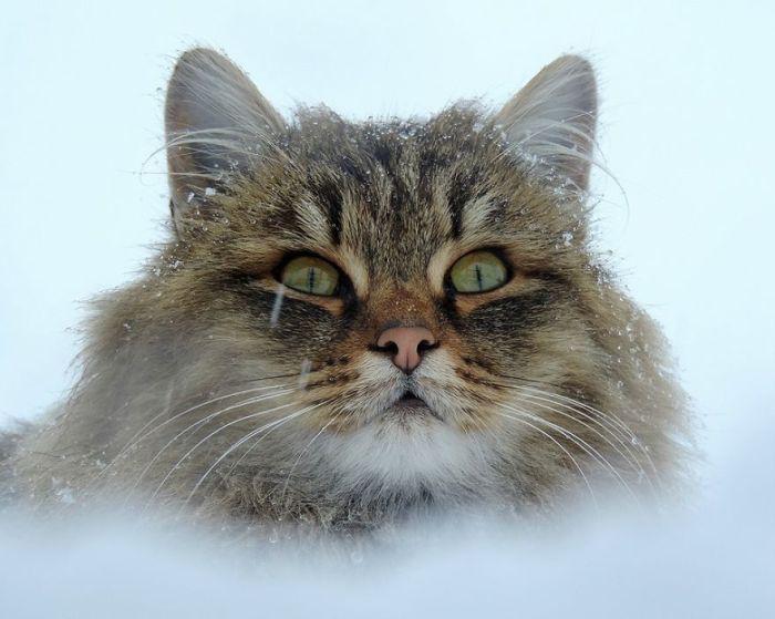  Autors: nolaifers Sibīrijas kaķi.