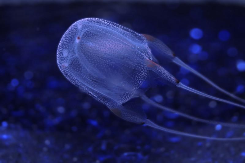 Box Jellyfish Kastveida... Autors: ĶerCiet Nāvīga satikšanās: Pasaulē indīgākie dzīvnieki
