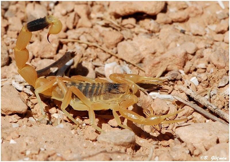 Death Stalker Scorpion Nāves... Autors: ĶerCiet Nāvīga satikšanās: Pasaulē indīgākie dzīvnieki