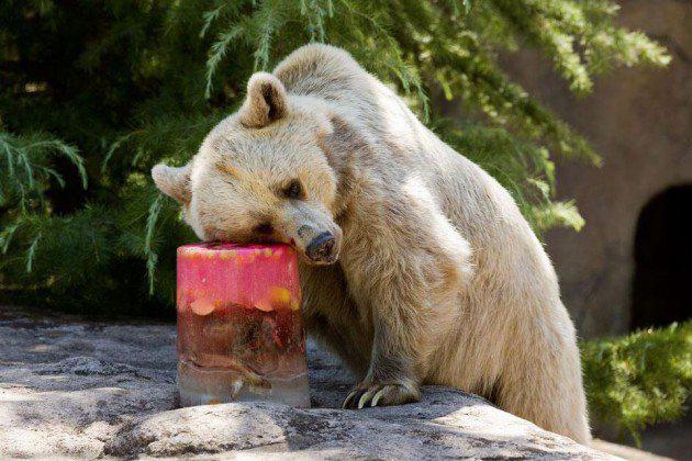 Lācis zoodārzā saņem ledus... Autors: ĶerCiet Tieši cik karstas ir vasaras Austrālijā?