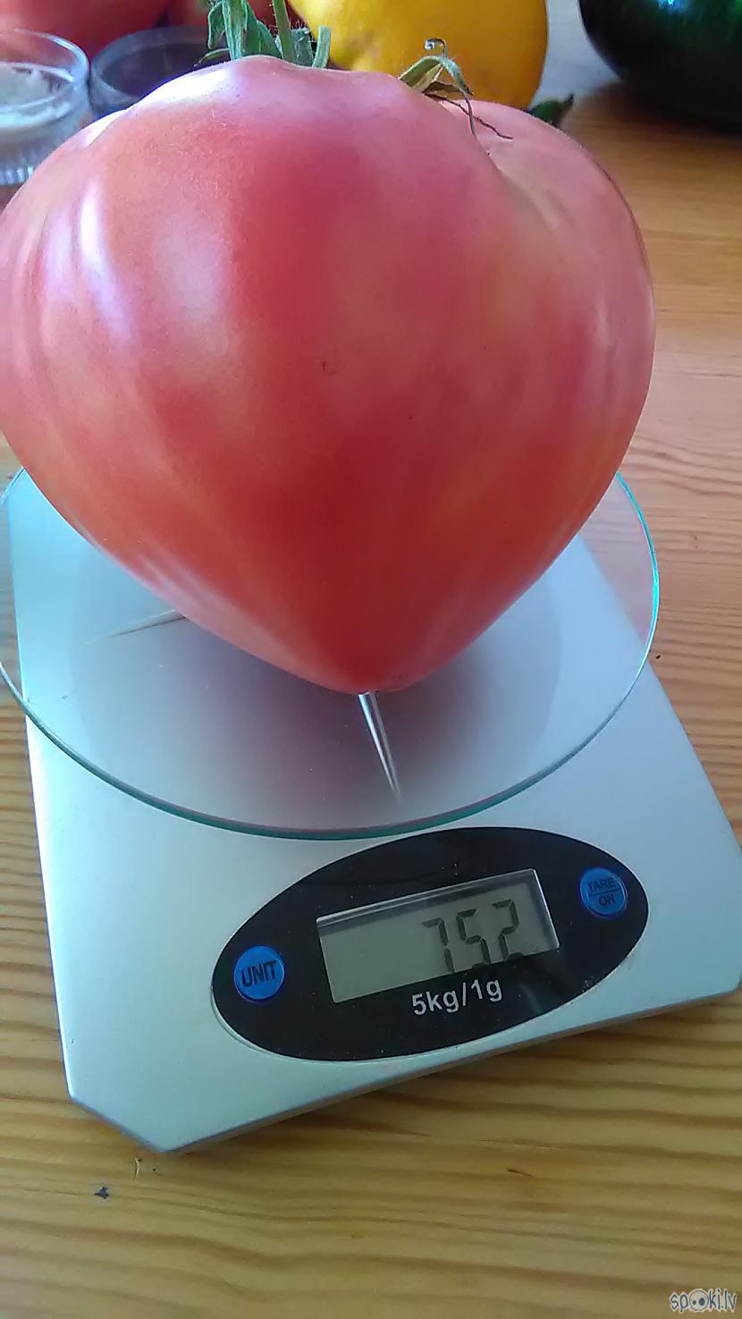 Iespējams lielākais tomāts... Autors: ChupaCabrass Čempions!