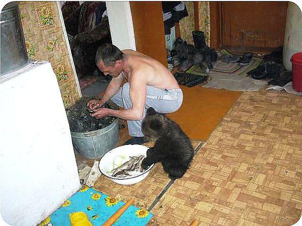  Autors: Charged Dzīvnieki Krievijā. SMIEKLĪGI.