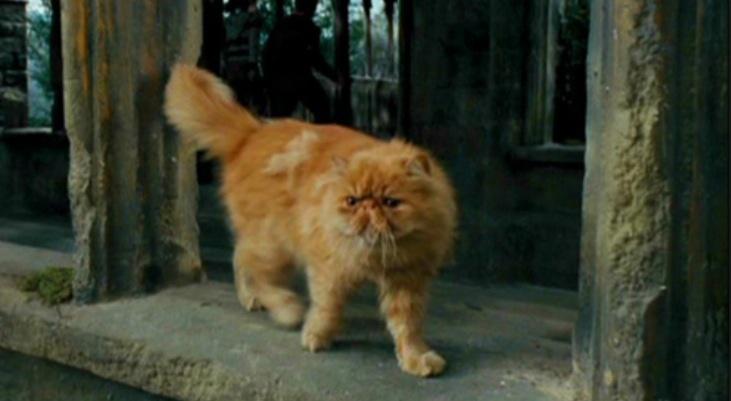 Blēžkājis Hermiones kaķis ir... Autors: Latvian Revenger 13 Harija Potera fakti, kurus iespējams nezināji