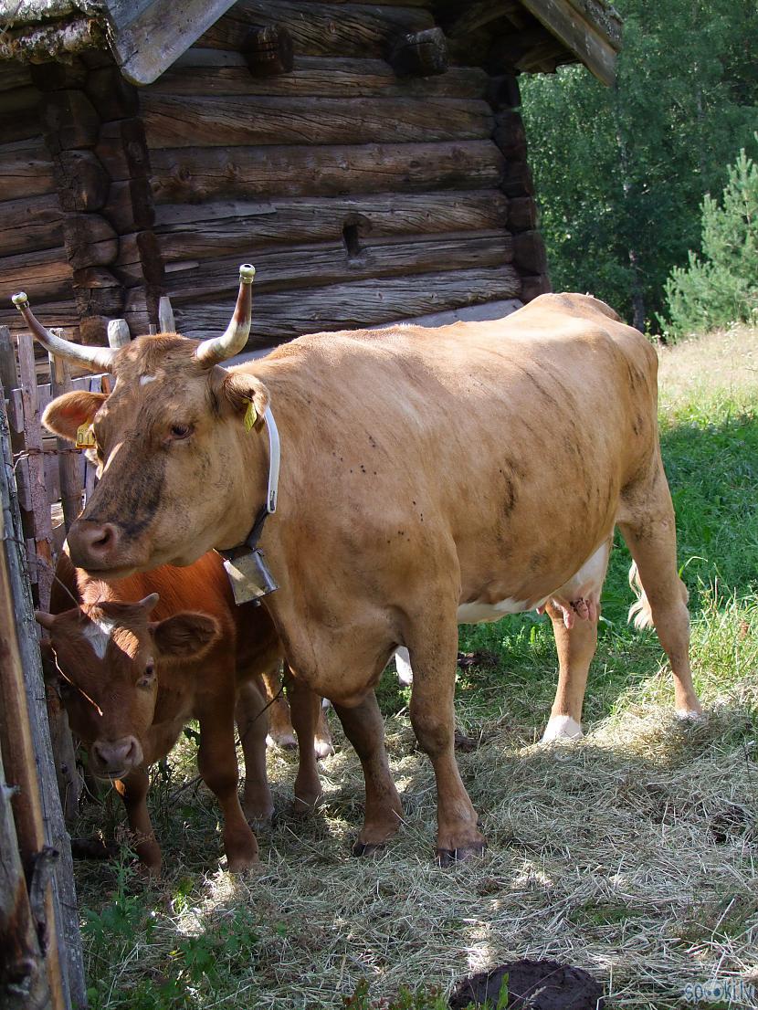 Muzejā dzīvo arī govis Autors: blusu_kerajs Norvēģijas brīvdabas muzejs Lillehamerē
