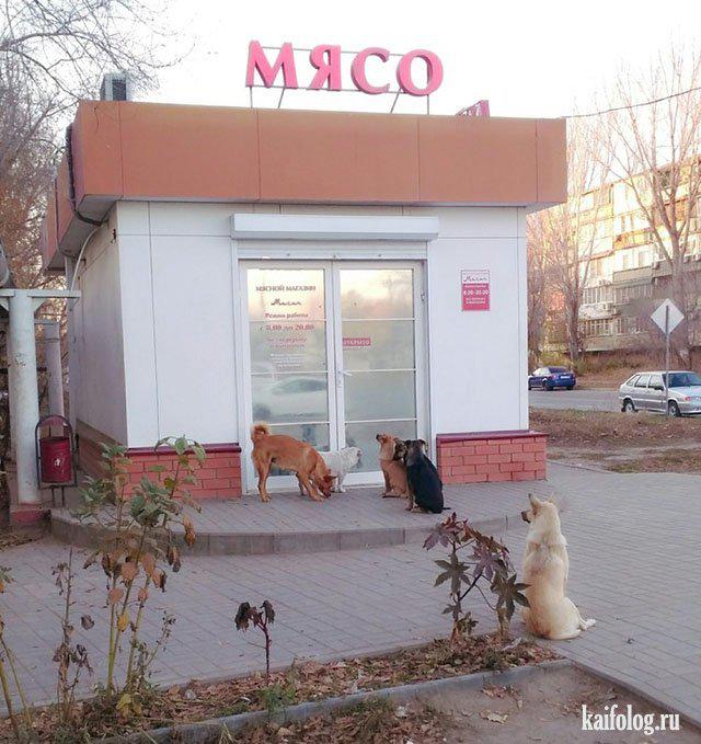 Ja suņi jau pie durvīm gaida... Autors: Latvian Revenger Nedēļa ieskrējusies - bet smiekli nebeigsies