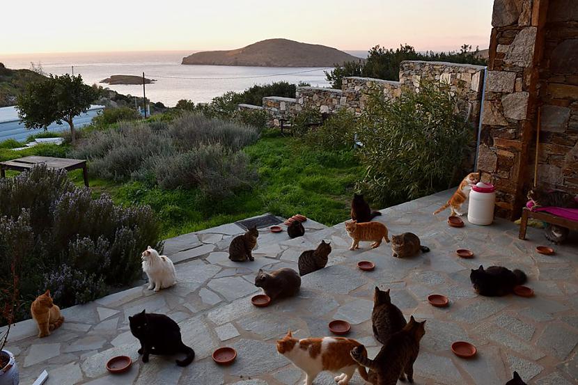 Darbs sākas scaronī gada 1... Autors: matilde Saņem algu par dzīvi uz Grieķijas salas un 55 kaķu pieskatīšanu. Piesakies!