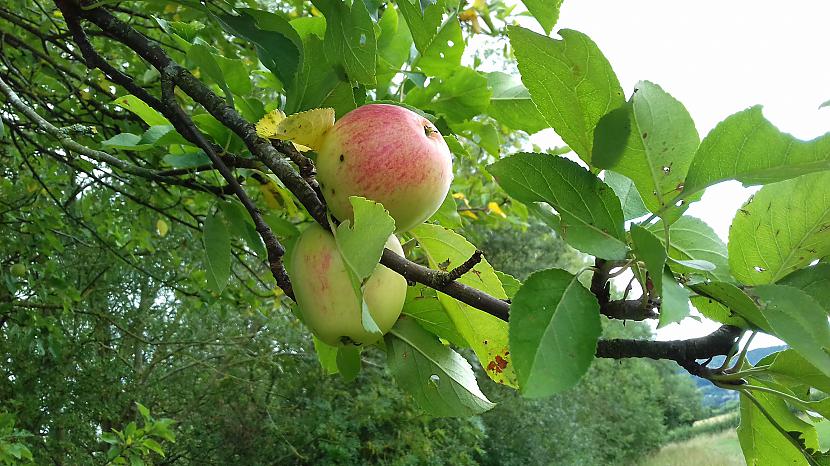 Otrie ābolīscaroni arī nav... Autors: Griffith Rudens ir klāt. 14. augusts. Malvern, UK.