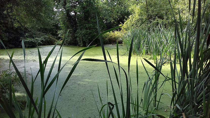 Viss aizaudzis aļģes uzbrūk Autors: Griffith Rudens ir klāt. 14. augusts. Malvern, UK.