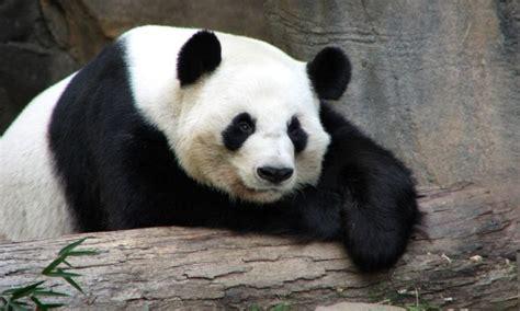 Pandas neuzbrūk citiem... Autors: Artefakts 7 māņticīgi pieņēmumi, kas maldina mūs ikdienā