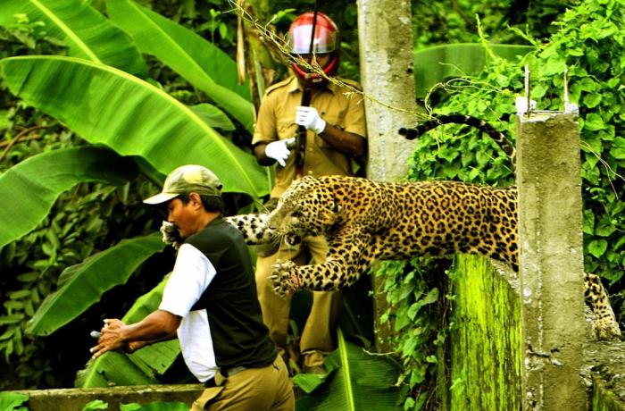 Leopards izbēga no sauszemes... Autors: swaggerr Pirms traģēdijas uzņemtas bildes.