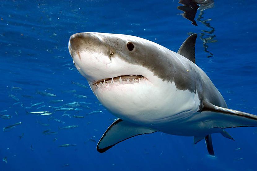 Haizivs nogalina mazāk kā 10... Autors: swaggerr Daudz visādu interesantu faktu par dzīvniekiem.