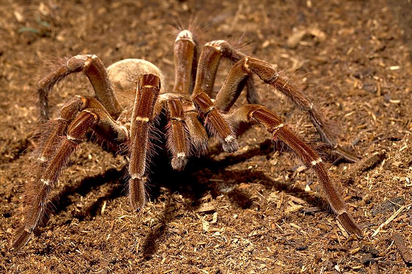 Uz muguras lai aizstāvētos no... Autors: Kapteinis Cerība Interesanti fakti par Putnu zirnekli