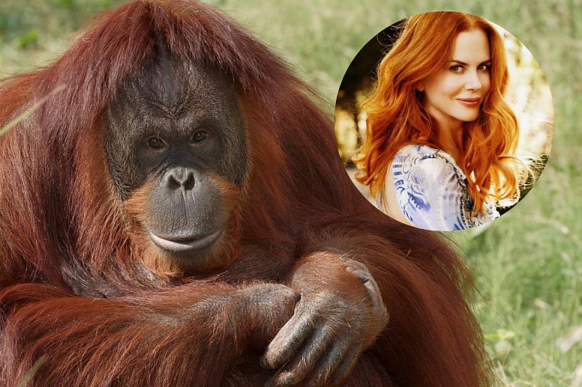 Ir noskaidrots ka orangutānus... Autors: Flix Interesanti fakti un atgadījumi.