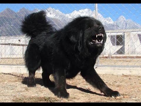 Tibetas mastifsLūk vēlviens... Autors: Artefakts 10 retākās suņu šķirnes pasaulē