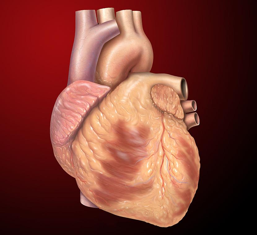 Katru dienu cilvēka sirds... Autors: Fosilija 18+ fakti par cilvēka ķermeni