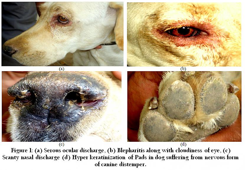 Suņu mēris Suņu vīruss... Autors: Everbergerdīne 9 slimības, kas nopietni skar dzīvnieku sugas.