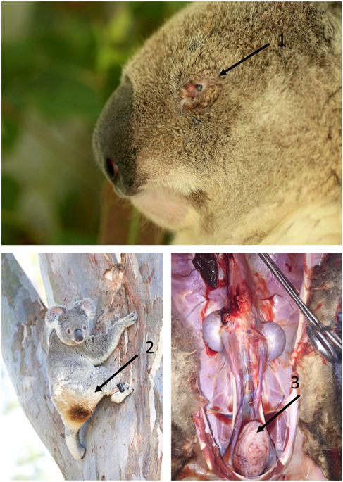 Hlamīdijas Austrālijas koalas... Autors: Everbergerdīne 9 slimības, kas nopietni skar dzīvnieku sugas.