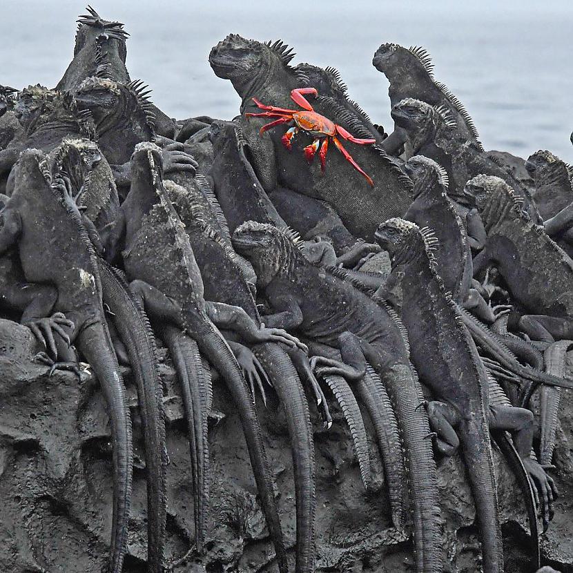 Galapagu salās... Autors: Latvian Revenger 19 elpu aizraujoši attēli, kas apliecina dabas spēku