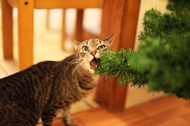  Autors: matilde Kaķis - galvenais Ziemassvētku eglītes rotājums