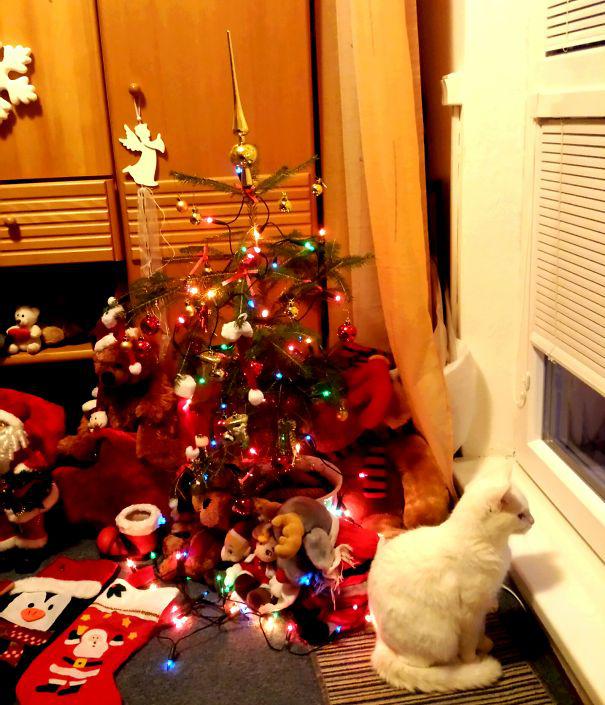  Autors: matilde Kaķis - galvenais Ziemassvētku eglītes rotājums