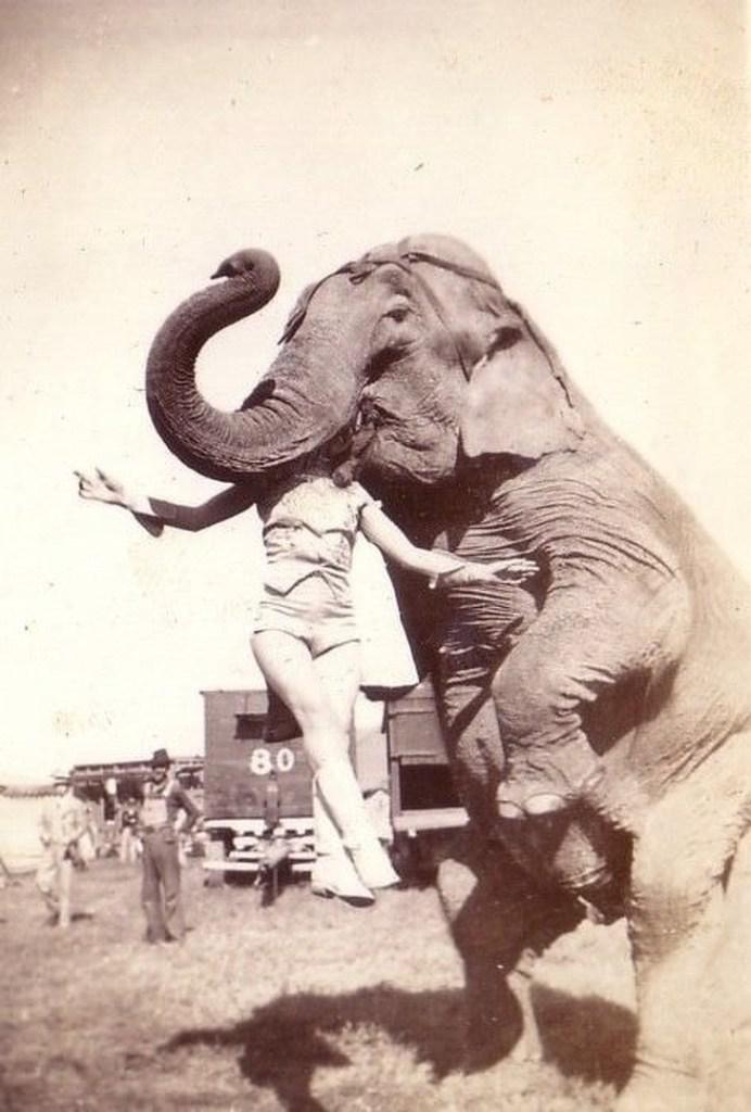 Zilonis kurš mutē tur cirkus... Autors: zzcepums 12 attēli, kas pierāda, ka pasaule ir traka jau diezgan sen