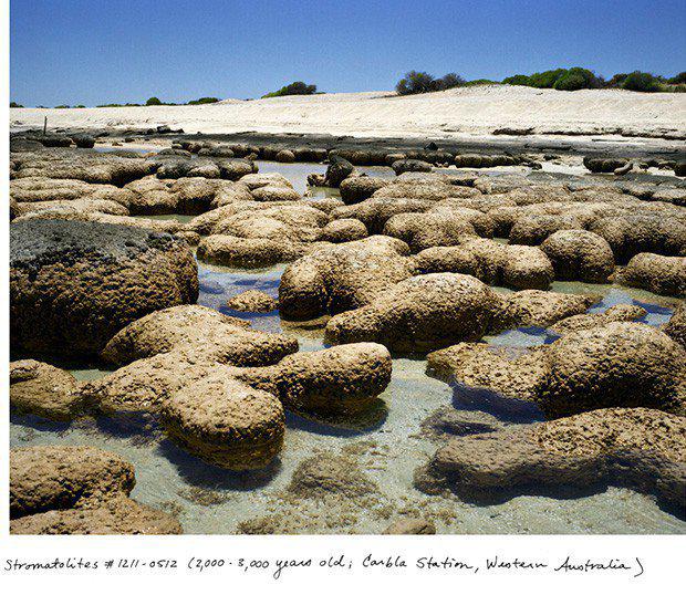 Stromatolīti 20003000 gadi... Autors: ĶerCiet 10 augi, kuri ir vecāki par 2000 gadiem. Apbrīnojamā daba