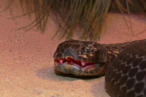 Tīģerčūska Scaronī čūska nāk... Autors: Testu vecis 20 indīgākās čūskas pasaulē