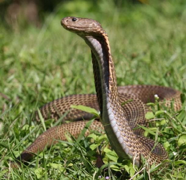 Filipīnu kobra No visām kobru... Autors: Testu vecis 20 indīgākās čūskas pasaulē