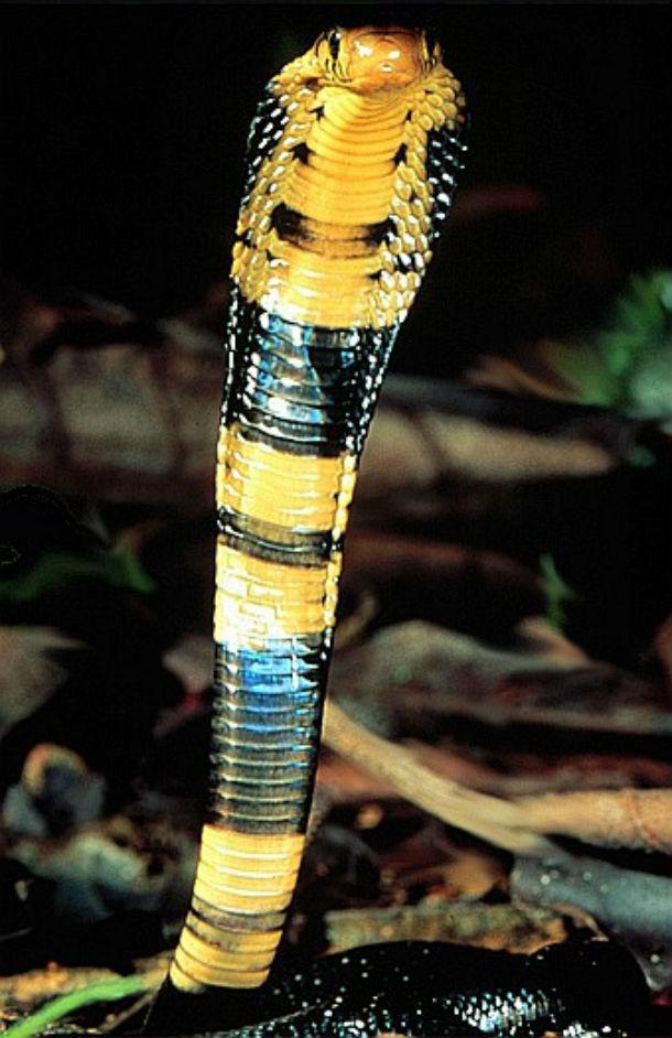 Meža kobra Ne tik slavena kā... Autors: Testu vecis 20 indīgākās čūskas pasaulē